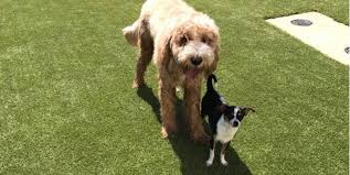 Pet hospital of madison hours. The Pet Hospital Of Madison Featured Project Foreverlawn Inc