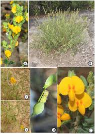 Image result for Zornia setosa