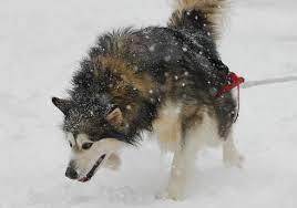 The term mackenzie river husky describes several overlapping local populations of arctic and subarctic sleddog type dogs, none of which constitutes a breed. Pin On Animal Inspiration