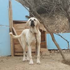 Guduk Lamuh Torunu Cobra Yetimm Kangal Malakli Akbas Anadolucobankopegi Akbas Tazi Dog Dogs Kangalyav In 2020 Doberman Retriever Dogs