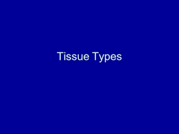 A type of connective tissue cell that produces pigment. Membranes Muscle Tissues And Nervous Tissues Ppt Video Online Download