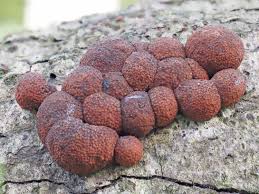 Image result for Hypoxylon multiforme