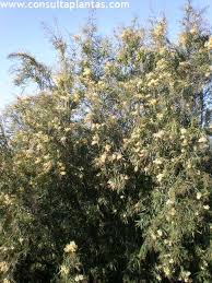 Image result for Freylinia