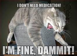 I Don T Need Any Pills Funny Cats Cats Funny Cat Memes