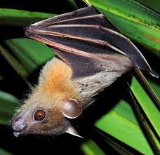 Supercoloring.com is a super fun for all ages: Greater Short Nosed Fruit Bat Wikipedia