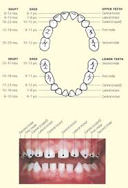 Cdcy The Developing Smile Childrens Dental Centre Of York