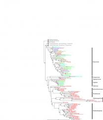 Image result for Craspedorhachis