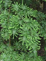 Image result for Lygodium