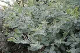 Image result for Acacia dealbata