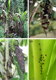 What to do if banana plant has aphids? Host Virus Interactions In Banana Infecting Viruses Sciencedirect