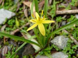 Image result for Hypoxis