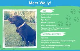 Pros and cons of having a dog. Is Pet Insurance Worth It Pros Cons Explained