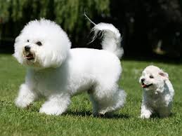 Hailing from the mediterranean it is believed sailors bartered with them, and so they landed disreputable breeders and puppy mill outlets are hard to recognize at times! 10 Best Dogs For People Who Have Allergies Dogvacay Official Blog Bichon Frise Dogs Dog Breeds Bichon Frise