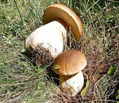 Les Cepes Des Bolets Nobles Et Delicats Un Des Meilleurs Champignons Champignon Champignons Sauvages Cepes