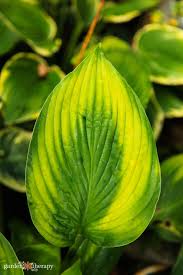 Buy perennial garden plants at our online nursery. The Essential Guide To Growing Hostas The Shade Garden Beauty Garden Therapy