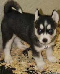 Siberian husky puppies available 2month old. Husky Pets And Animals For Sale Tennessee