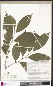 Image result for Leptaulus