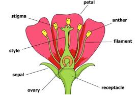 Produce male sex cells (pollen grains) stigma: Sexual Reproduction In Plants Class 7 Reproduction In Plants Science