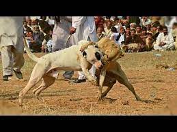 How can you tell if dogs are playing or fighting? Dogo Argentino Vs Pitbull Fight Who Would Win Bulldog Lover