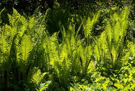 We did not find results for: How To Grow And Care For Ostrich Ferns