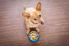 Their consumption can result in endotoxemia. How To Switch Your Dog S Food Vet Recommendations