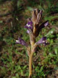 Image result for Sopubia ramosa