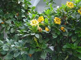 Image result for Solandra maxima