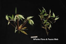 Image result for Actinodaphne