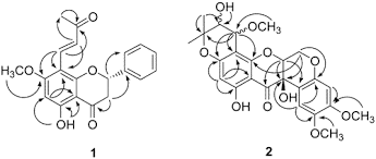 Image result for Ptycholobium contortum