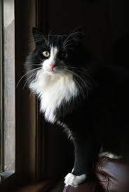 Oscar Cute Cats Beautiful Cats Pretty Cats