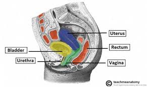 The internal organs are inside the pelvis and consist of the ovaries, uterine tubes or oviducts, uterus and vagina. The Female Reproductive Tract Teachmeanatomy