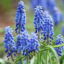 Plants that deer did not used to eat are now being eaten. 12 Beautiful Bulbs Deer And Rabbits Don T Eat Deer Resistant Flowers Deer Resistant Plants Beautiful Flowers