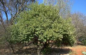 Image result for Xylia africana