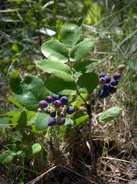 Grape holly displays its new foliage in an alluring red color and has fragrant yellow flowers in spring. Creeping Oregon Grape Berberis Repens Mpg North