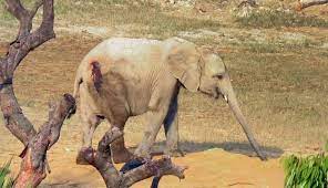 Kidnapped Baby Elephants Are Wounded And Suffering In China - The Dodo