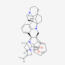 Image result for Hunteria congolana