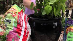3 growing hydrangea cuttings in pots. Repotting A Hydrangea Grow Guru Youtube