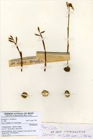 Image result for Nervilia kotschyi