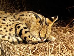 kamyshovyj kot kamyshovyj kot koshki kot