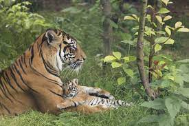 Zoo Releases Video Of Cubs For International Tiger Day Zooborns Zoo Newborn Animals