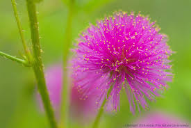 Image result for Sphenostylis briartii