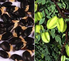 And the star fruit tree is beautiful, too! Star Fruit Seed Germination Time Temperature Process Gardening Tips