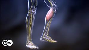 التفسير العلمي لحدوث تشنج العضلات وكيفية علاجه منوعات نافذة Dw عربية على حياة المشاهير والأحداث الطريفة Dw 31 03 2015