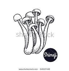 Black And White Mushroom Drawing Hand Drawing A Gourmet Mushroom Shimeji Style Vintage Engraving Illustration Art Graphics In Black Ink On A White Ba How To Draw Hands Drawings Illustration