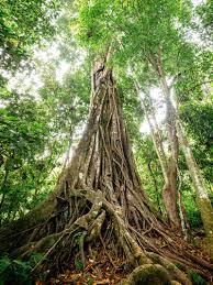 Image result for Ficus conraui