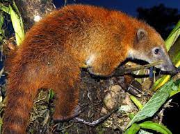 Top 25 Native Animals Ecuador 2020 List