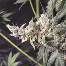 Thoroughly blend everything together using an immersion blender or hand mixer. Og Kush Weed Strain Effects Reviews Leafly