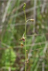 Image result for Eulophia elegans
