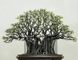 33 Awesome Bonsai Ideas Bonsai Bonsai Garden Bonsai Tree
