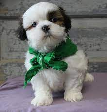 Two really amazing shih tzu puppies that are seeking for their new forever homes. Shih Tzu Puppies Pet City Pet Shops
